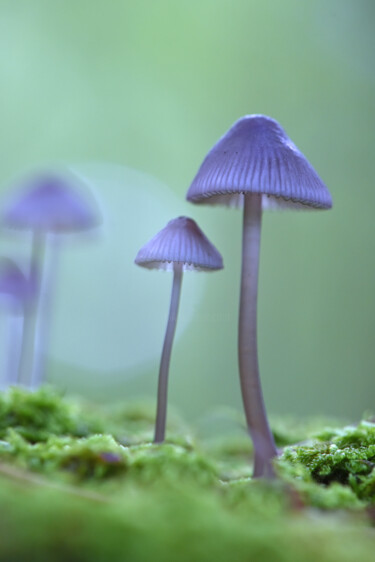 "Champignons - Douce…" başlıklı Fotoğraf Hoang Cong Minh (Minh Hoang) tarafından, Orijinal sanat, Fotoşopsuz fotoğraf