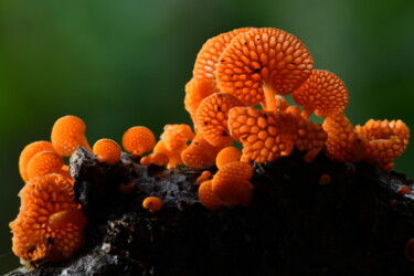 Fotografie mit dem Titel "Mushroom from New Z…" von Hoang Cong Minh, Original-Kunstwerk, Nicht bearbeitete Fotografie