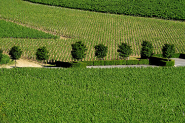 "Vignoble du grand c…" başlıklı Fotoğraf Hoang Cong Minh  ( Minh Hoang ) tarafından, Orijinal sanat, Fotoşopsuz fotoğraf