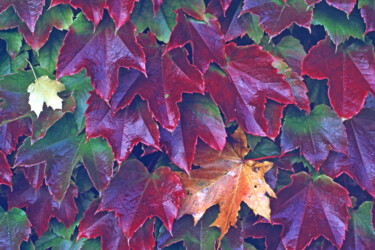 "Feuilles d'érable t…" başlıklı Fotoğraf Hoang Cong Minh tarafından, Orijinal sanat, Analog Fotoğrafçılık