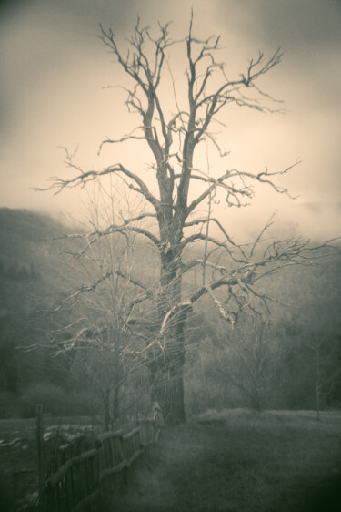 Fotografia intitolato "vecchio albero" da Roberto Ferrero, Opera d'arte originale, Fotografia digitale