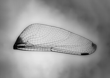 Fotografie getiteld "Fragilité Architect…" door Cecile Ducrot, Origineel Kunstwerk, Niet gemanipuleerde fotografie