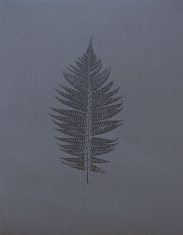 Pittura intitolato "Breath of the Fern" da Silla Guerrini, Opera d'arte originale, Monotipo