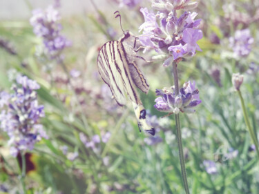 Swallowtails plus matching purple light "Swallowtails plus m…" başlıklı Fotoğraf Cédric Hajiji tarafından, Orijinal sanat, Fotoşoplu fotoğrafçılık