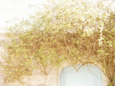 제목이 "rosebush vegetation…"인 사진 Cédric Hajiji로, 원작, 조작된 사진