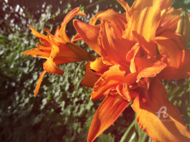 Orange f.with intense sunlight plus dense leaves surrounding Fotografie getiteld "Orange f.with inten…" door Cédric Hajiji, Origineel Kunstwerk, Gemanipuleerde fotografie