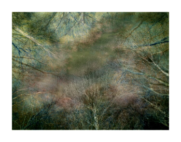 Printmaking titled "forest of dreams" by Banu Muazzez Arpalı, Original Artwork, Digital Print
