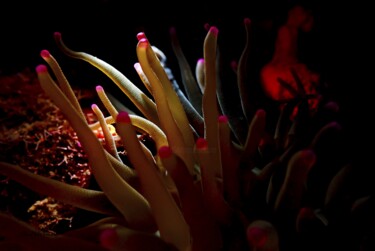 "Anémone 15" başlıklı Fotoğraf Christophe Foucault tarafından, Orijinal sanat, Fotoşopsuz fotoğraf