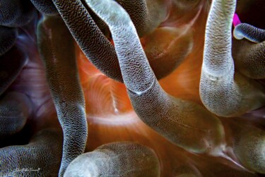 "anemone 2" başlıklı Fotoğraf Christophe Foucault tarafından, Orijinal sanat, Fotoşopsuz fotoğraf