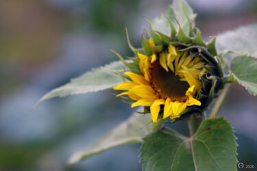 Фотография под названием "Sunflower" - Christian Envall, Подлинное произведение искусства, Цифровая фотография