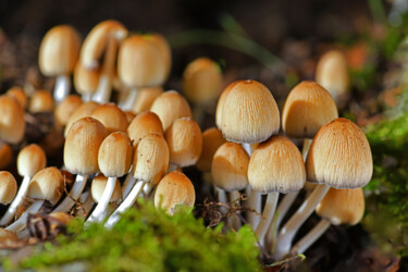 "Champignons - Copri…" başlıklı Fotoğraf Hoang Cong Minh (Minh Hoang) tarafından, Orijinal sanat, Fotoşopsuz fotoğraf