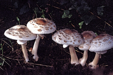 "Champignons - Lépio…" başlıklı Fotoğraf Hoang Cong Minh (Minh Hoang) tarafından, Orijinal sanat, Analog Fotoğrafçılık