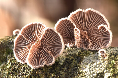 Fotografie getiteld "Champignons fleurs…" door Hoang Cong Minh  ( Minh Hoang ), Origineel Kunstwerk, Niet gemanipuleerde fot…