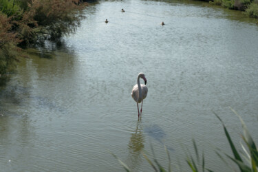 Flamant rose "Flamant rose" başlıklı Fotoğraf Coralie Dauzats tarafından, Orijinal sanat, Dijital Fotoğrafçılık