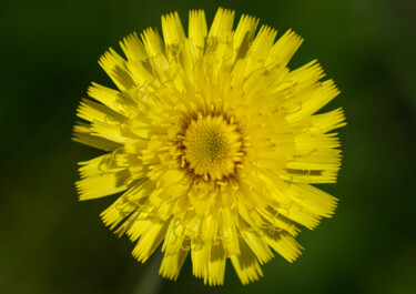 Photographie intitulée "Pilosella Mandala" par Viewfindertales, Œuvre d'art originale, Photographie numérique