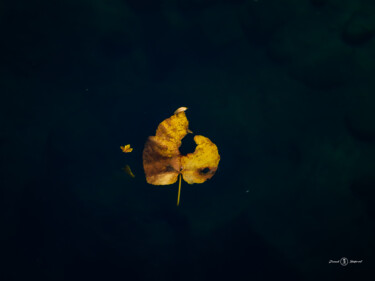 Photographie intitulée "feuille flottante" par Franck Dupont, Œuvre d'art originale, Photographie non manipulée