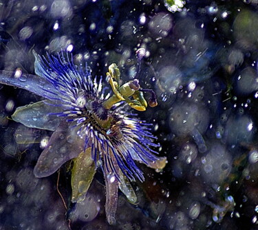 Fotografía titulada "passionne" por Aquartistiq, Obra de arte original, Fotografía digital