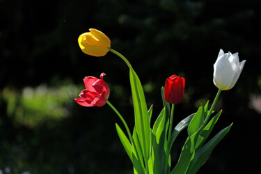 "4 Tulips" başlıklı Fotoğraf Hoang Cong Minh tarafından, Orijinal sanat, Fotoşopsuz fotoğraf
