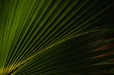 Palm Serenity "Palm Serenity" başlıklı Fotoğraf Viktoriia Gladkova tarafından, Orijinal sanat, Dijital Fotoğrafçılık