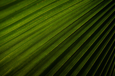 Fotografie getiteld "Jungle Veins" door Viktoriia Gladkova, Origineel Kunstwerk, Digitale fotografie