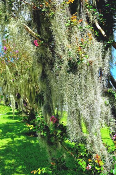 Photography titled "Spanish moss - Mous…" by Hoang Cong Minh (Minh Hoang), Original Artwork, Non Manipulated Photography