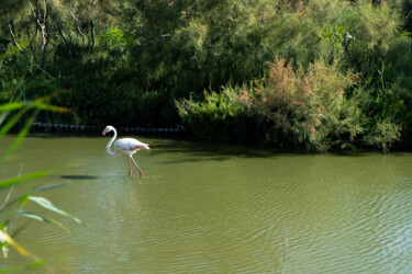 flamant rose marche Fotografia zatytułowany „flamant rose marche” autorstwa Coralie Dauzats, Oryginalna praca, Fotografia cyfrowa