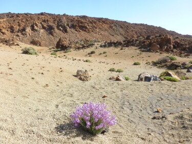 Photography titled "Hope in the desert" by Séverine Silvestre, Original Artwork, Digital Photography