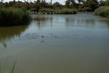 Paysage d'oiseaux au parc ornithologique du Pont de Gau Fotografia zatytułowany „Paysage d'oiseaux a…” autorstwa Coralie Dauzats, Oryginalna praca, Fotografia cyfrowa