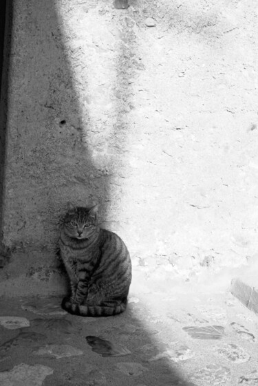 Фотография под названием "gatto all'ombra" - Roberto Ferrero, Подлинное произведение искусства, Цифровая фотография