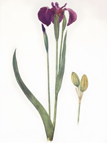 Digitale Kunst getiteld "Elegant Purple Iris…" door Chun Yu Guan, Origineel Kunstwerk, AI gegenereerde afbeelding Gemonteerd…