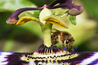"Passion de l'abeille" başlıklı Fotoğraf Hoang Cong Minh  ( Minh Hoang ) tarafından, Orijinal sanat, Fotoşopsuz fotoğraf