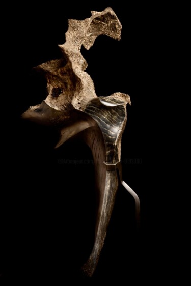 Escultura titulada "Racine pétrifiée no…" por Franck Collin, Obra de arte original, Madera