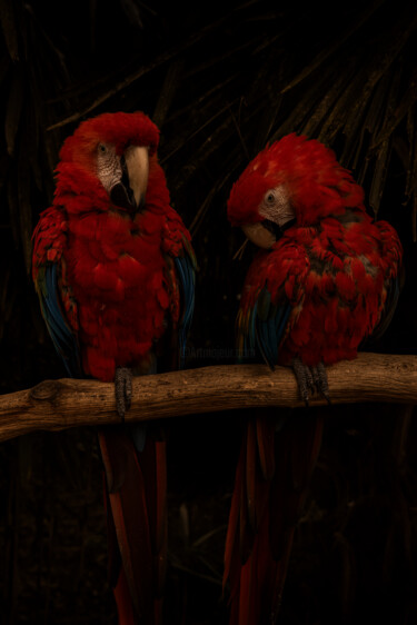 "Red hearts in the d…" başlıklı Fotoğraf Cyrille Mulot tarafından, Orijinal sanat, Dijital Fotoğrafçılık