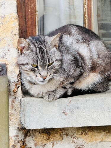 Fotografie getiteld "Un gato en Clécy" door Maria Lucrecia Serrat, Origineel Kunstwerk, Digitale fotografie