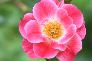 "My fleur" başlıklı Fotoğraf Hoang Cong Minh  ( Minh Hoang ) tarafından, Orijinal sanat, Fotoşopsuz fotoğraf