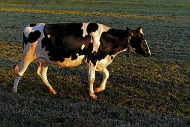"Vache hollandaise H…" başlıklı Fotoğraf Hoang Cong Minh (Minh Hoang) tarafından, Orijinal sanat, Fotoşopsuz fotoğraf