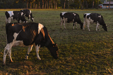 "Vache hollandaise H…" başlıklı Fotoğraf Hoang Cong Minh (Minh Hoang) tarafından, Orijinal sanat, Fotoşopsuz fotoğraf