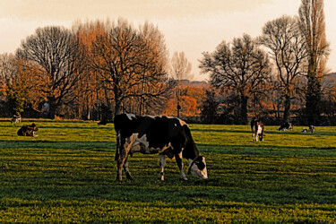"Vaches hollandaises…" başlıklı Fotoğraf Hoang Cong Minh (Minh Hoang) tarafından, Orijinal sanat, Fotoşopsuz fotoğraf