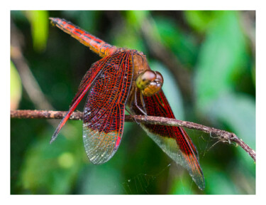 Neurothemis terminata Фотография под названием "Neurothemis termina…" - Antoni Albalat Salanova, Подлинное произведение искусства, Цифровая фотогр…