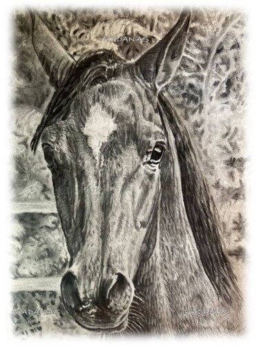 Tekening getiteld "Arabian thoroughbre…" door Radan As, Origineel Kunstwerk, Potlood