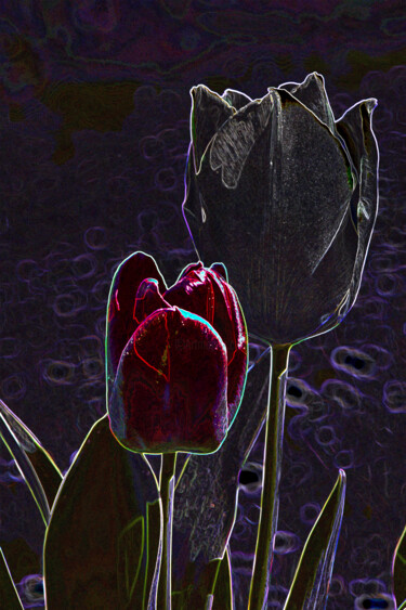 Фотография под названием "Tulip variation 2" - Hoang Cong Minh, Подлинное произведение искусства, Цифровая фотография