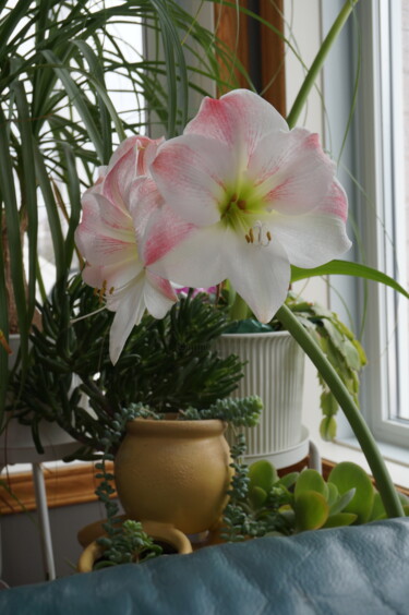 Фотография под названием "Les amaryllis" - Ginette Guevremont, Подлинное произведение искусства, Цифровая фотография