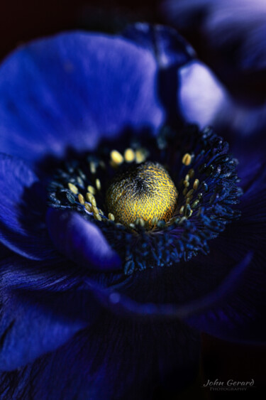 Фотография под названием "Anemone  Coronaria" - John Gerard, Подлинное произведение искусства, Цифровая фотография