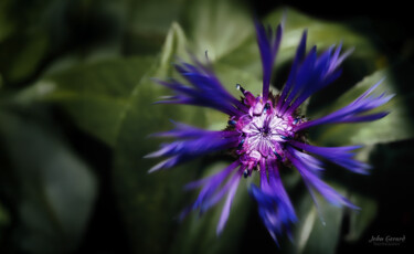 Фотография под названием "Centaurea triumfetti" - John Gerard, Подлинное произведение искусства, Цифровая фотография