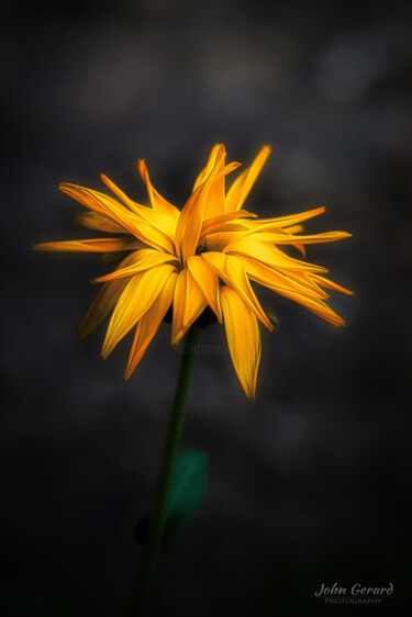 Фотография под названием "Calendula II" - John Gerard, Подлинное произведение искусства, Цифровая фотография