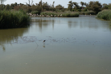 Oiseaux camargais "Oiseaux camargais" başlıklı Fotoğraf Coralie Dauzats tarafından, Orijinal sanat, Dijital Fotoğrafçılık