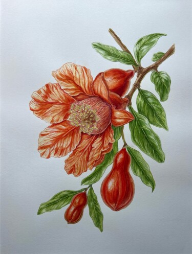 Painting titled "POMEGRANATE FLOWERS" by Inessa Falina, Original Artwork, Watercolor