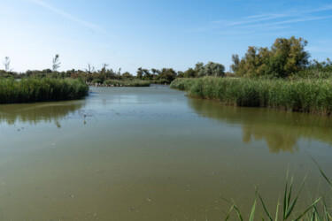 Paysage d'ensemble du parc ornithologique du Pont de Gau "Paysage d'ensemble…" başlıklı Fotoğraf Coralie Dauzats tarafından, Orijinal sanat, Dijital Fotoğrafçılık