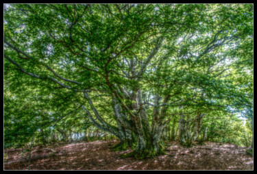 "Arbre vibrant" başlıklı Fotoğraf Frederic Hodiesne tarafından, Orijinal sanat, Fotoşoplu fotoğrafçılık