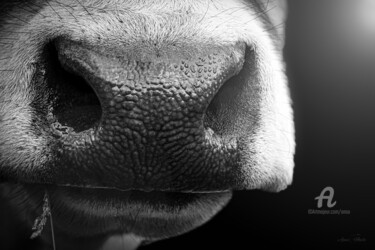 Фотография под названием "Inspiration bovine" - Anou, Подлинное произведение искусства, Цифровая фотография